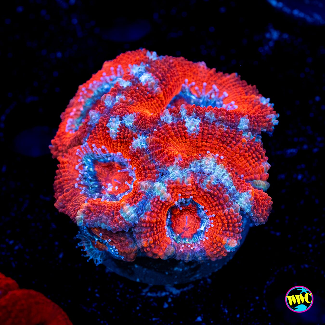 Silver Streaker Aussie Lord