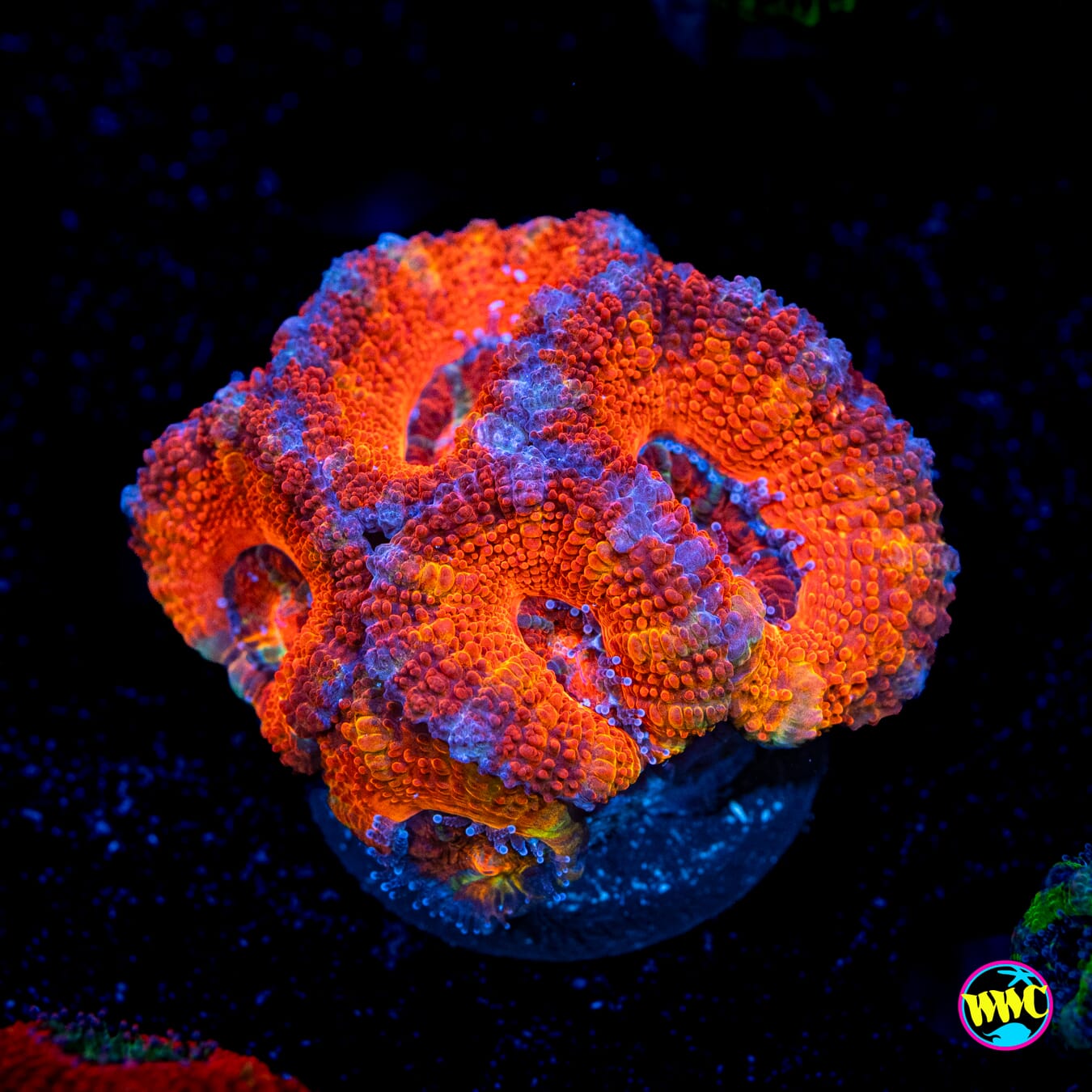 Red Rover Aussie Lord