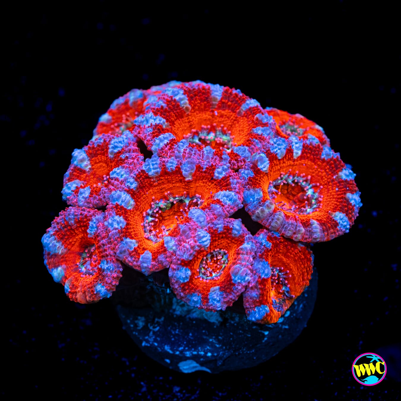 Cheesecake Aussie Lord