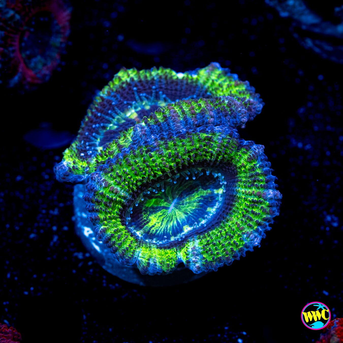 Grapevine Aussie Lord