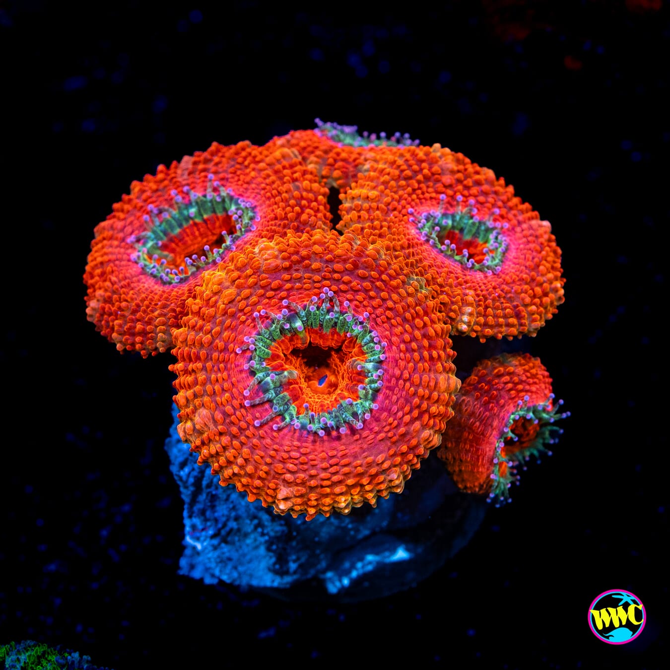 Teal Tentacle Aussie Lord