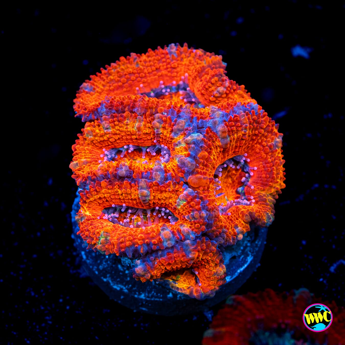 Red Rover Aussie Lord