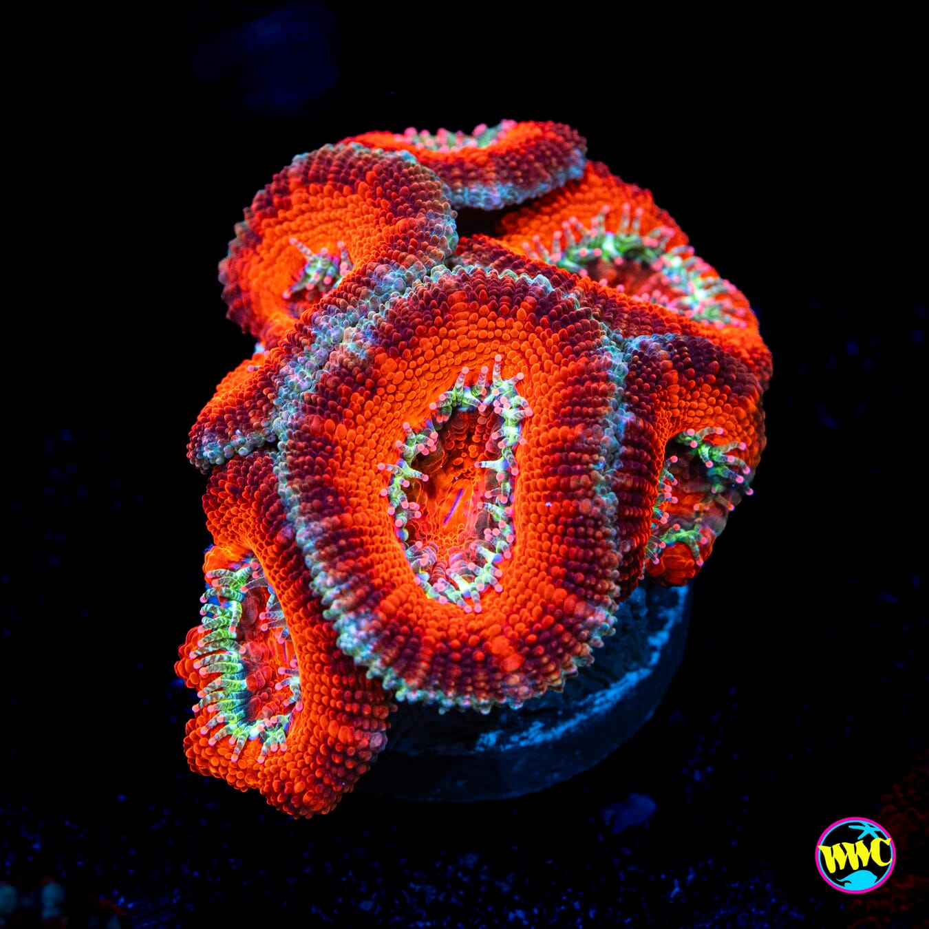 Dark Temptation Aussie Lord