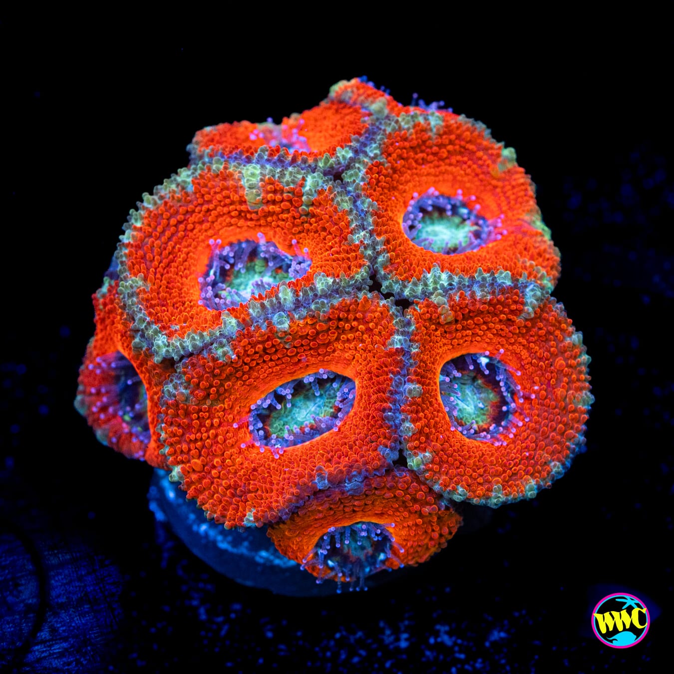 Teal Streaker Aussie Lord