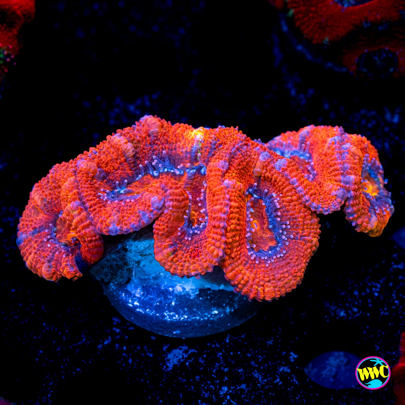 Purple Ring Aussie Lord