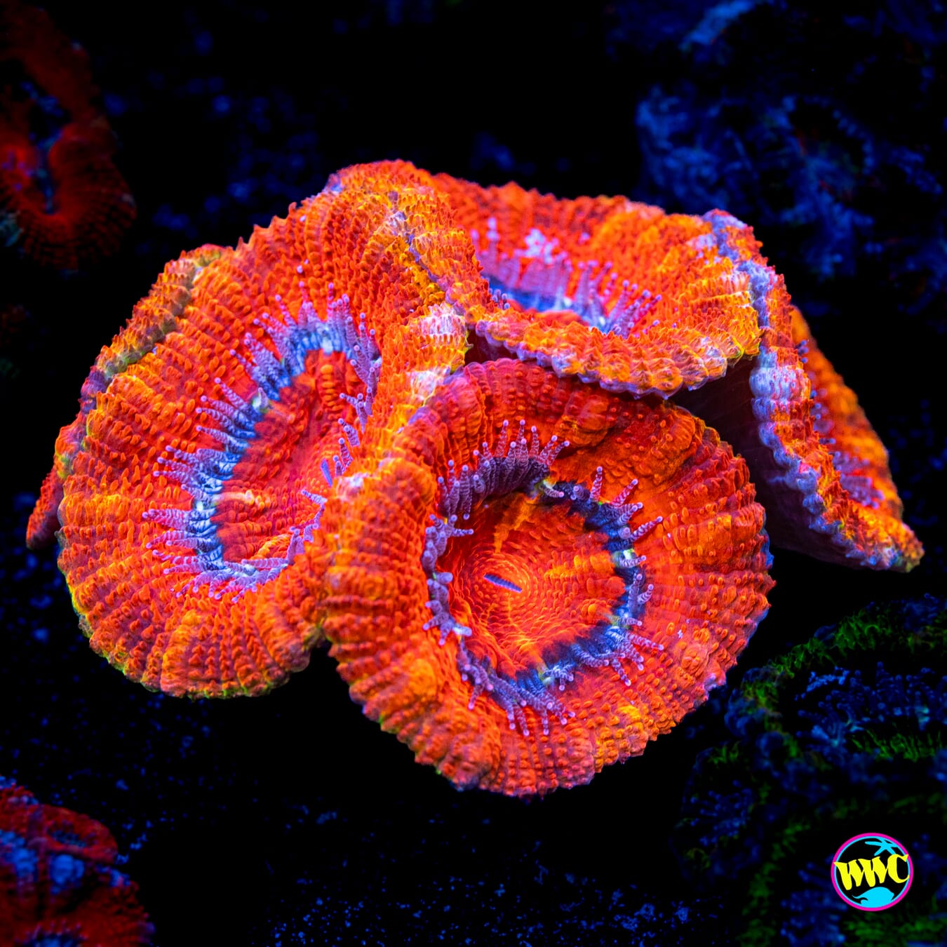 Orangeade Aussie Lord