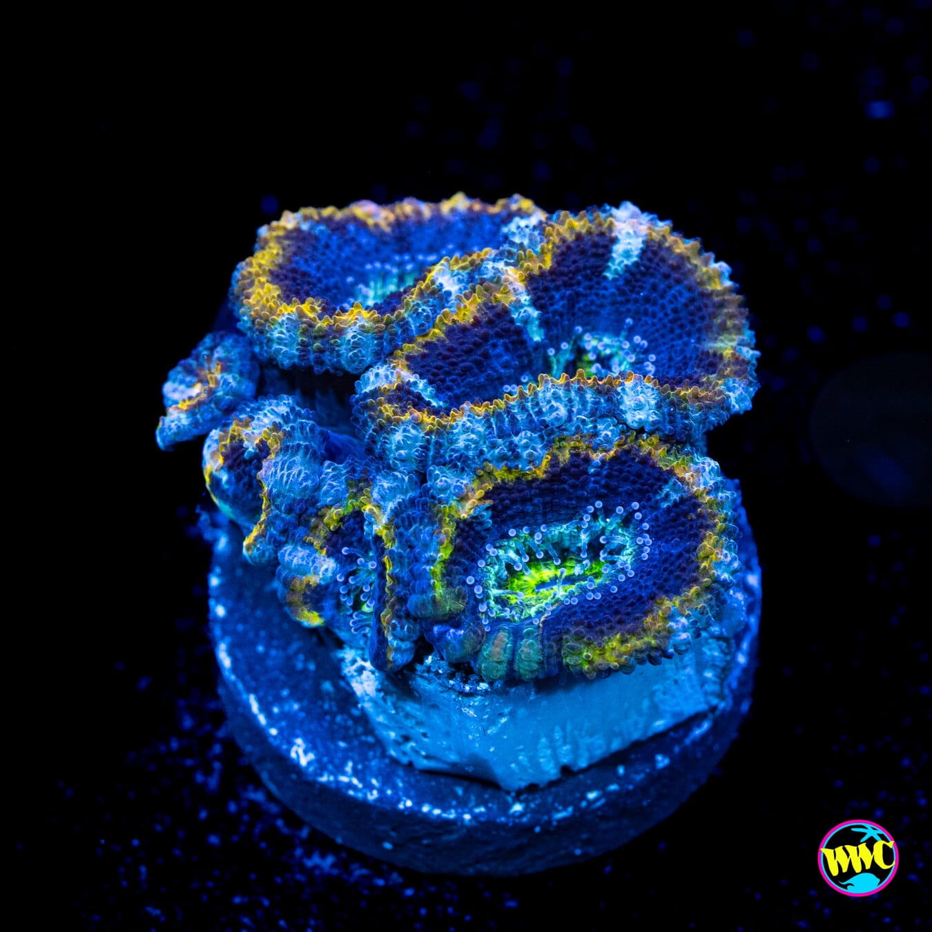 Desert Oasis Aussie Lord