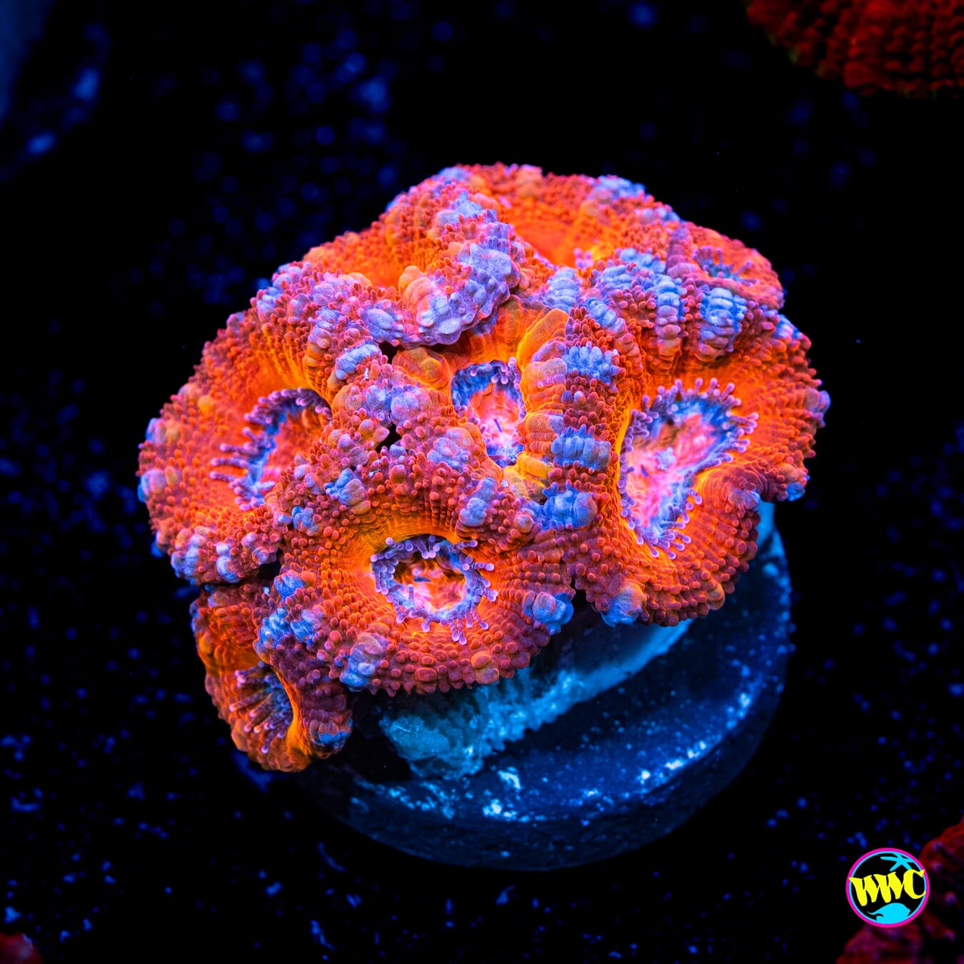 Grapefruit Aussie Lord