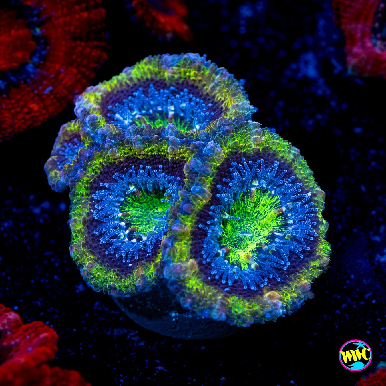 Grapevine Aussie Lord