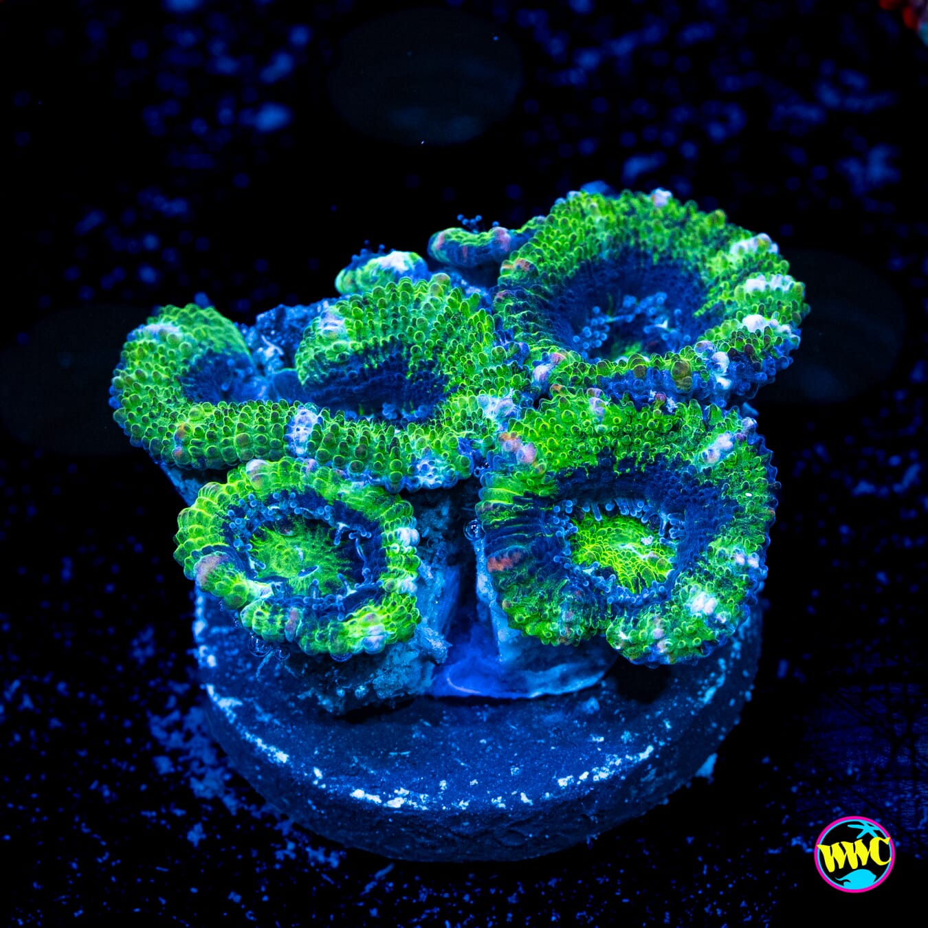 Green Ogre Aussie Lord