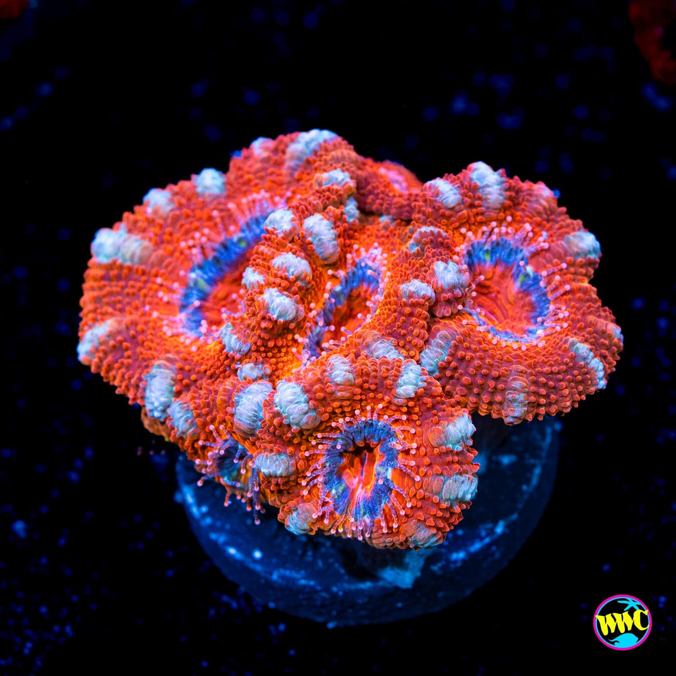 Silver Streaker Aussie Lord