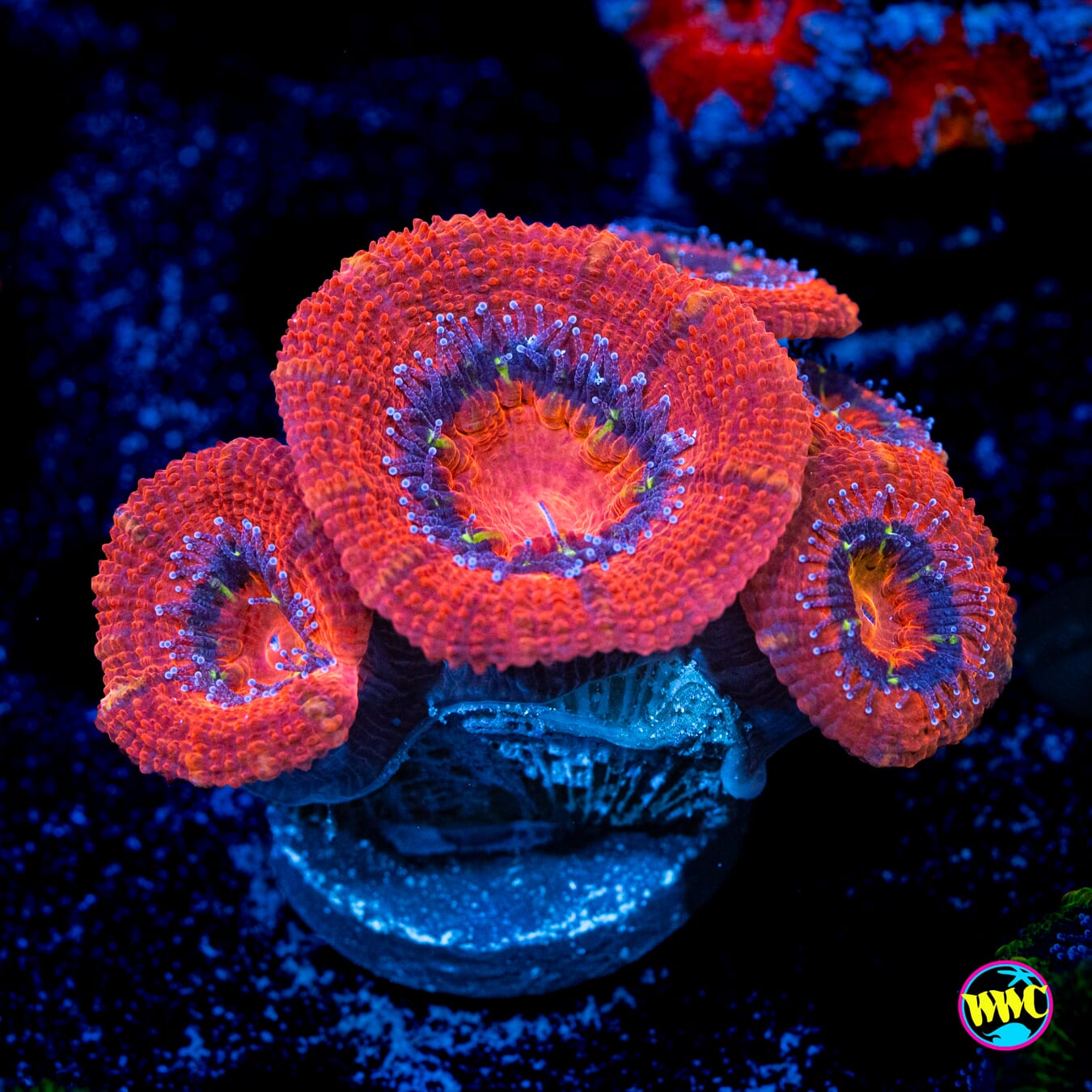 Purple Ring Aussie Lord