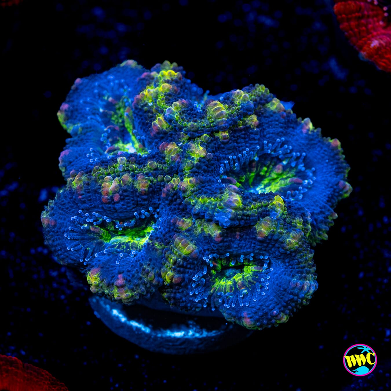 Blue Hole Aussie Lord