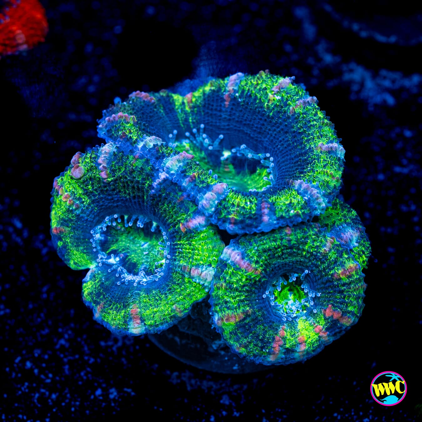 Green Ogre Aussie Lord