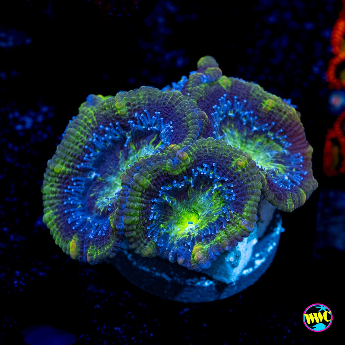 Frozen Forest Aussie Lord