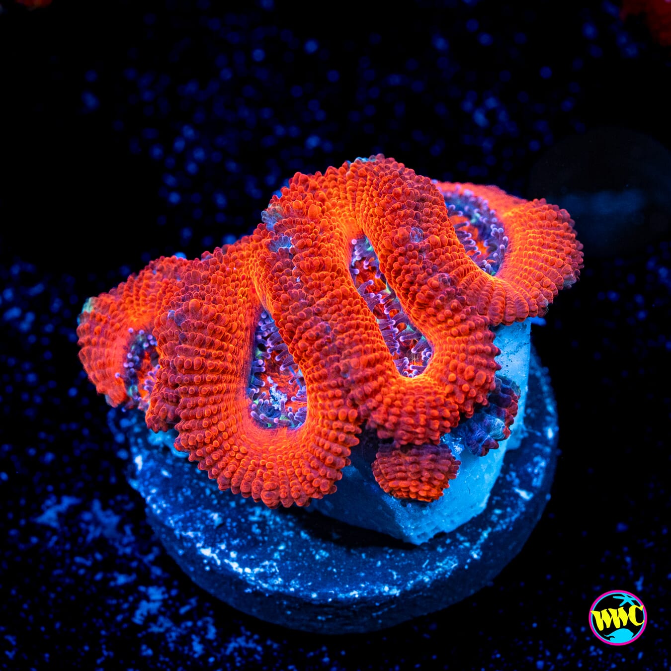 Red Rover Aussie Lord