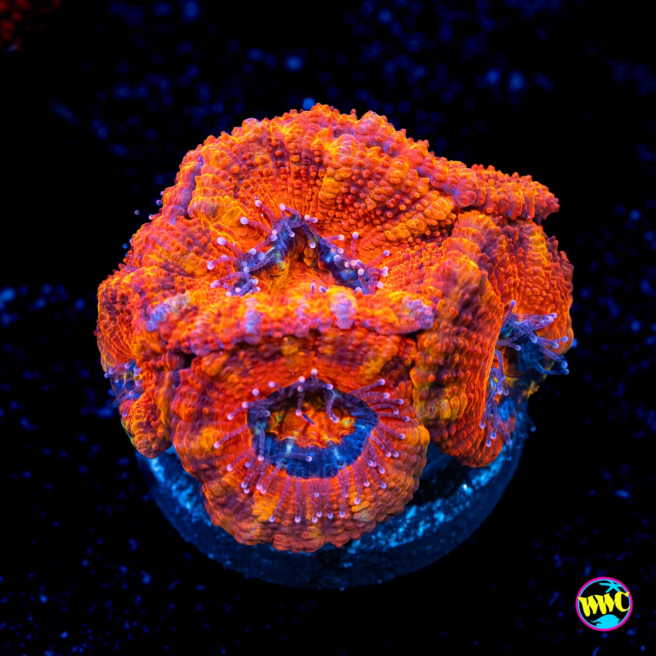 Color Rush Aussie Lord