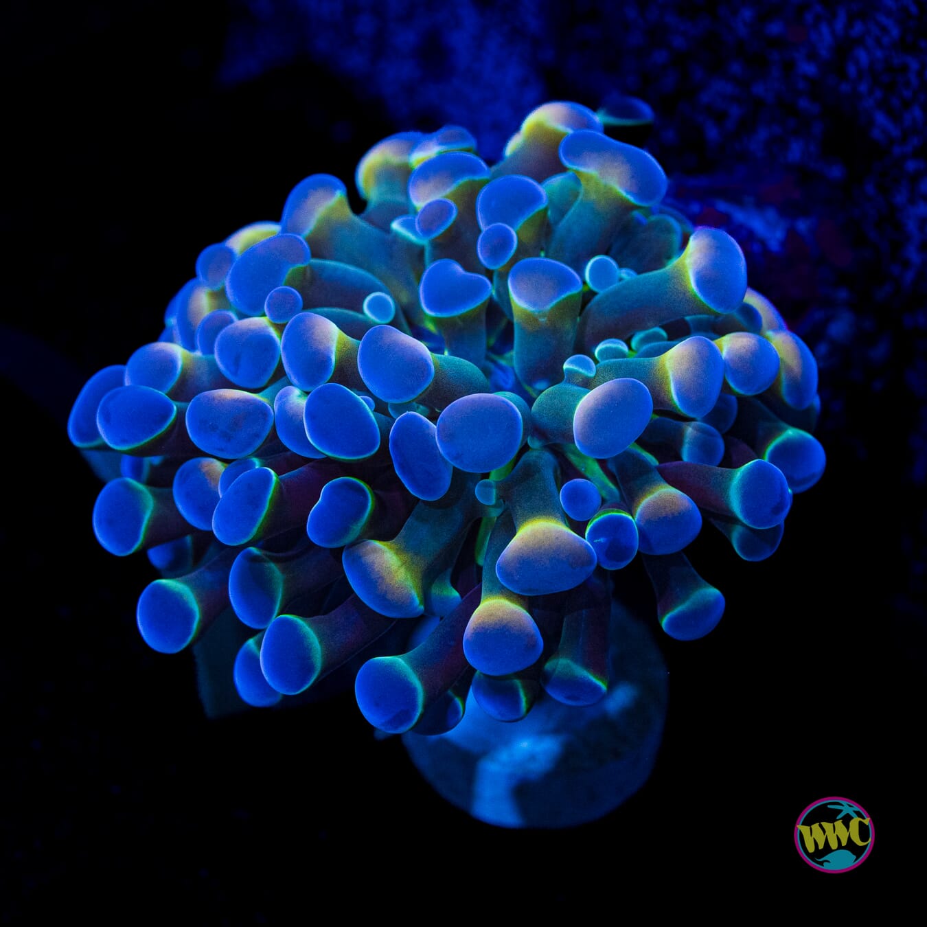 Hologram Branching Hammer