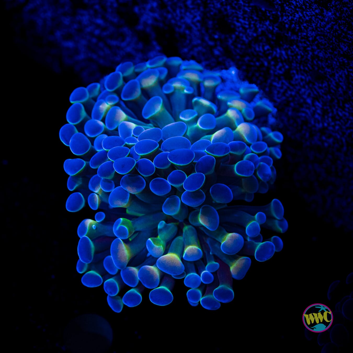 Hologram Branching Hammer