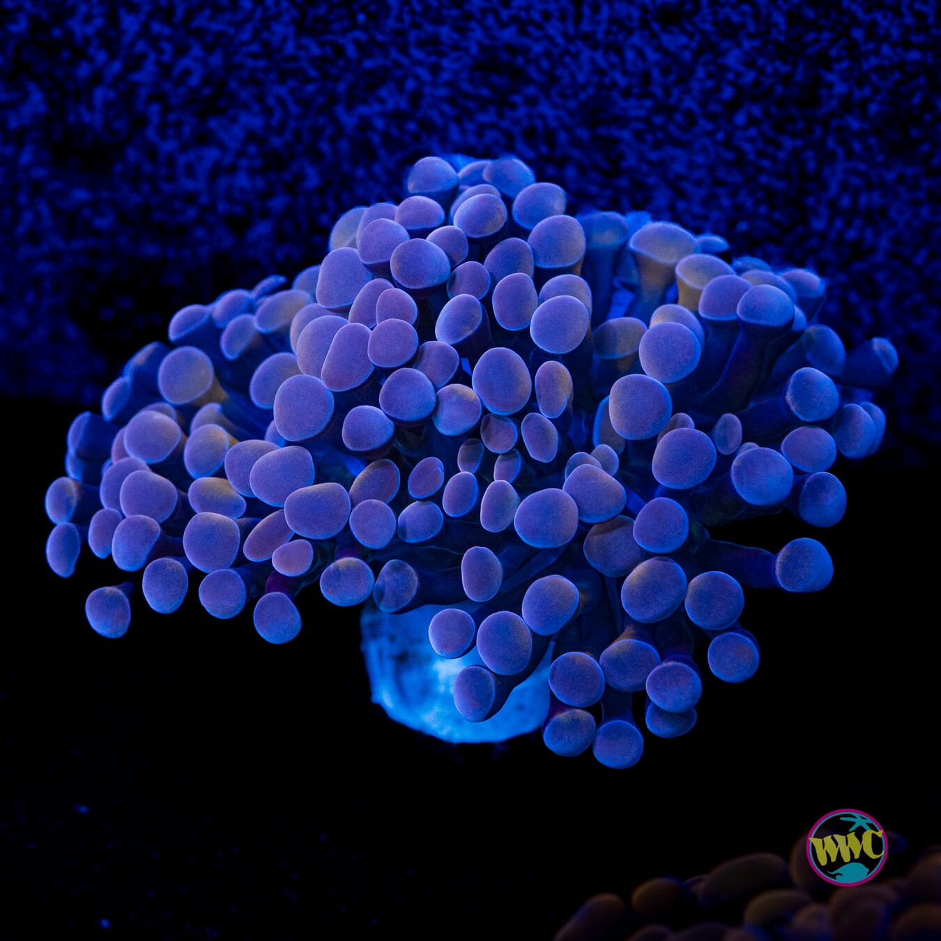 Coppertone Branching Hammer