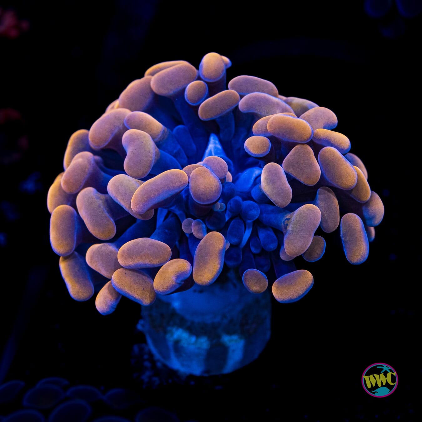 Blood Moon Branching Hammer