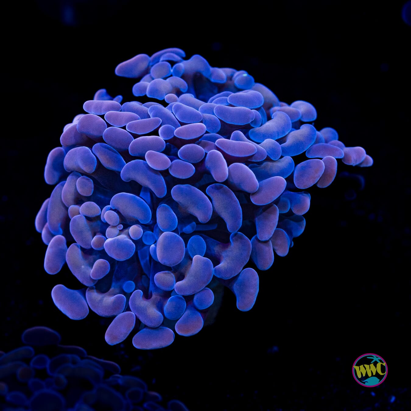 Coppertone Branching Hammer