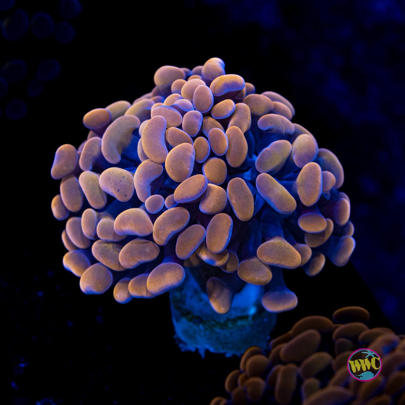 Blood Moon Branching Hammer