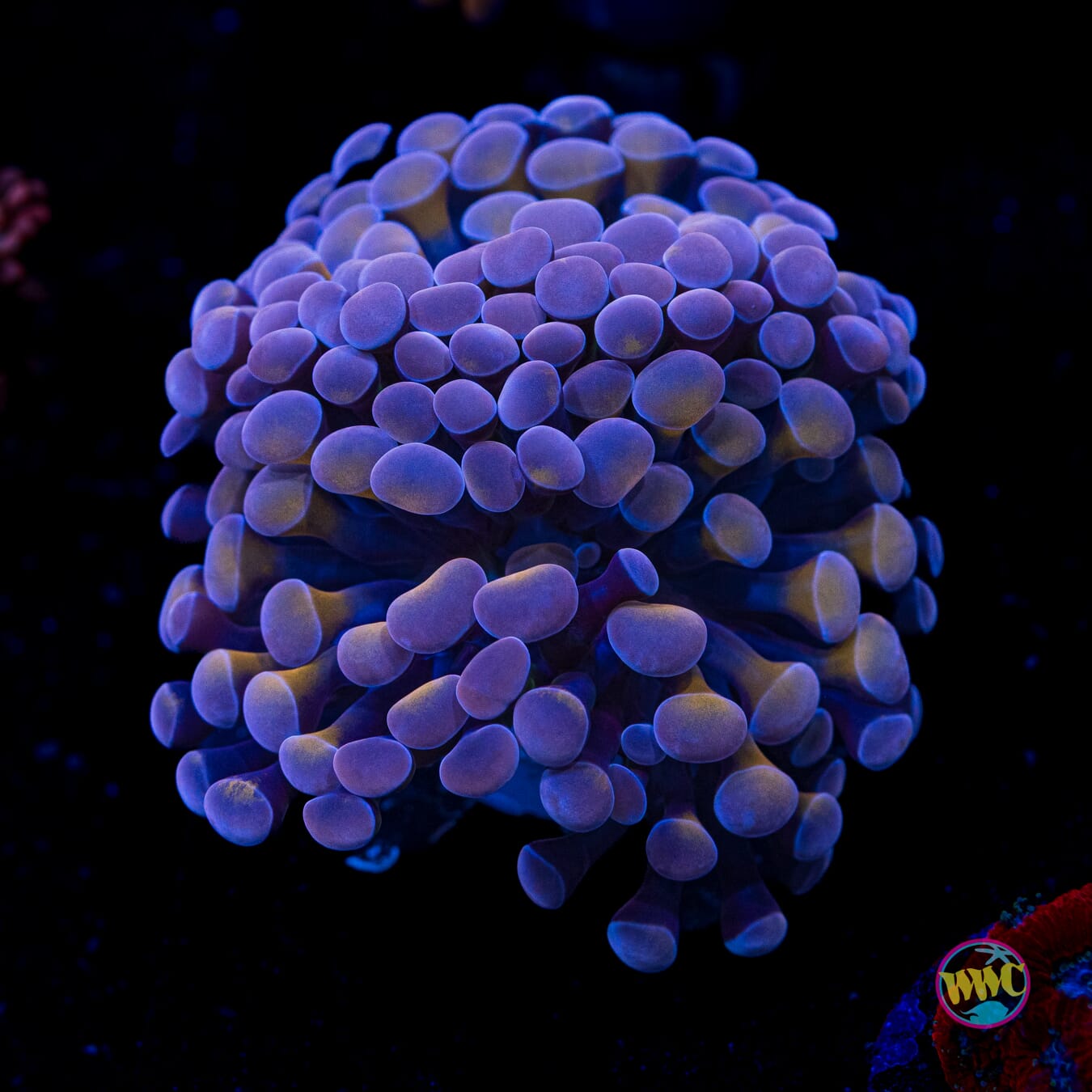 Coppertone Branching Hammer