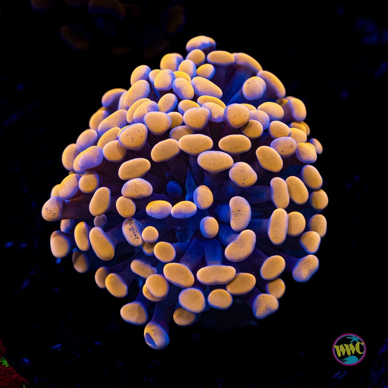 Peach Branching Hammer