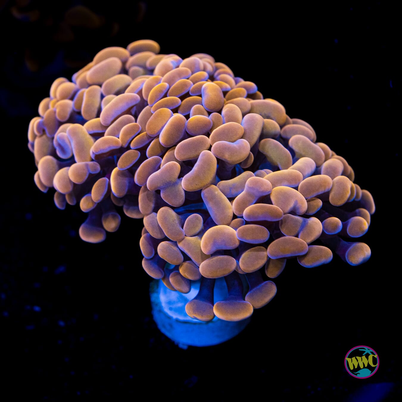 Blood Moon Branching Hammer