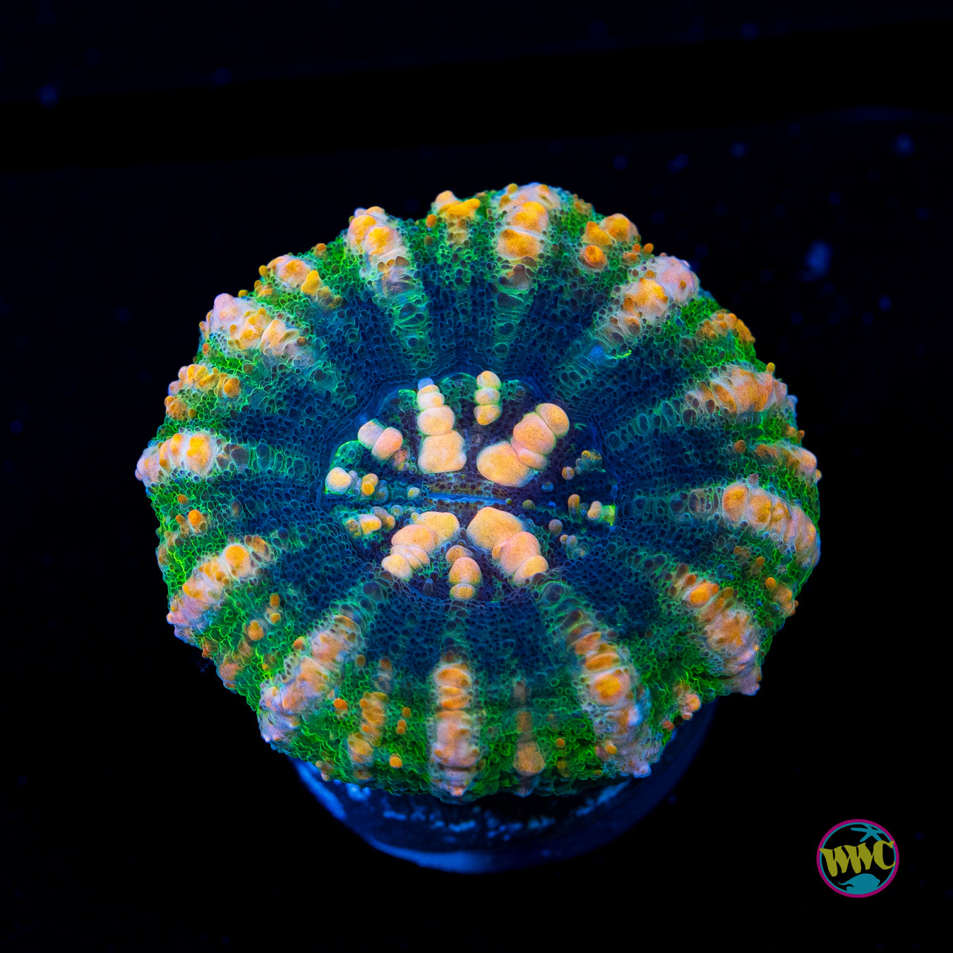 Watermellon Button Scolymia