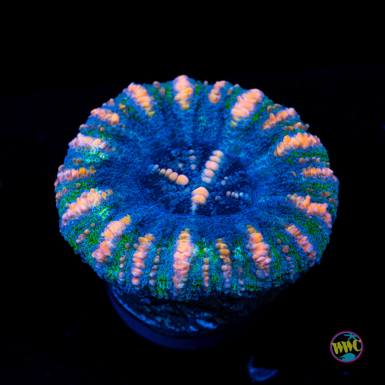 Cotton Candy Button Scolymia