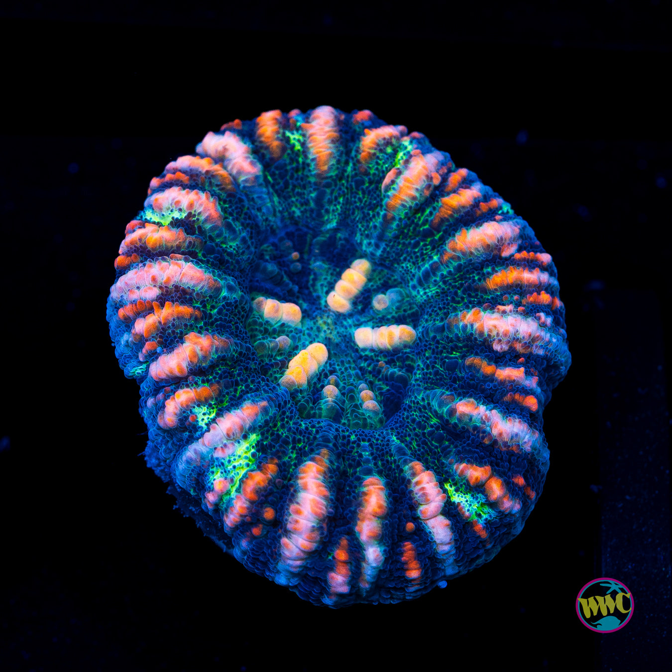 Pinkerton Button Scolymia