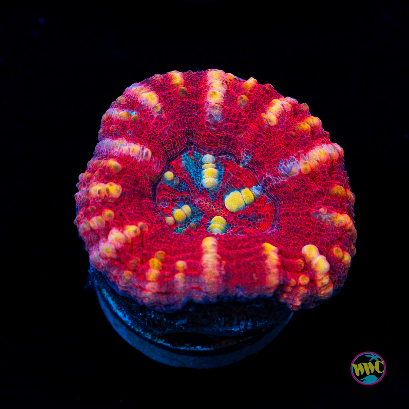 Eternal Love Button Scolymia