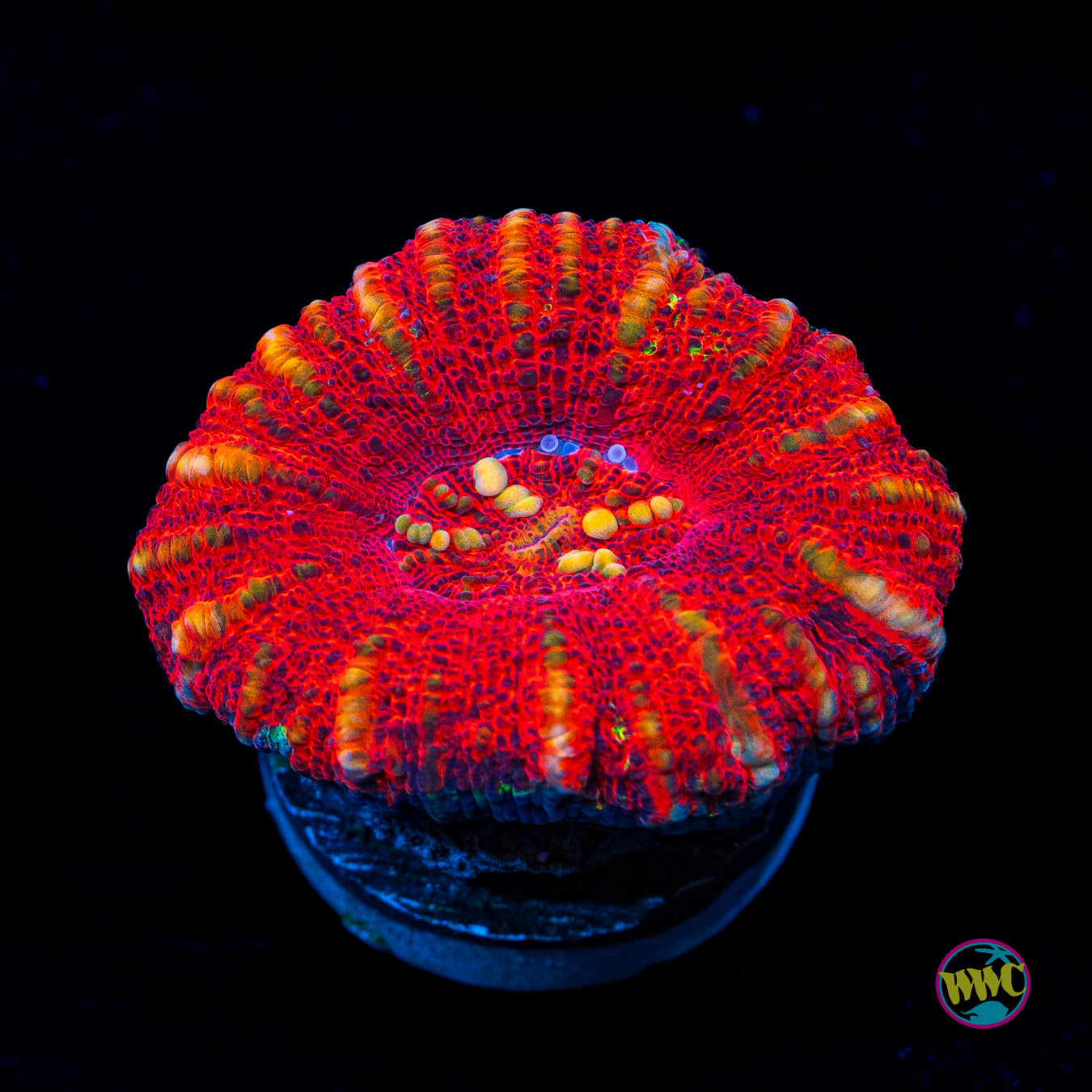 Lovely Red Button Scolymia