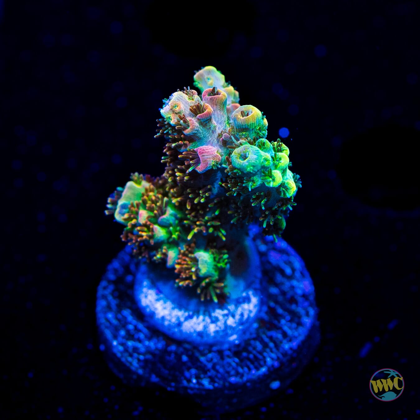 WWC Jello Shot Acropora