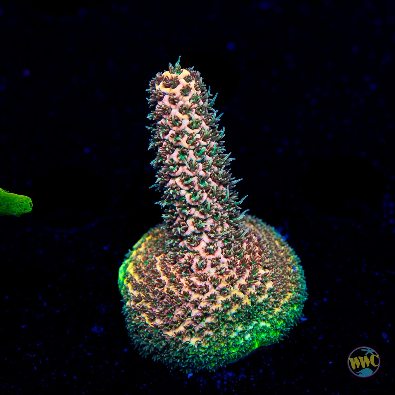 WWC Mirage Mille Acropora