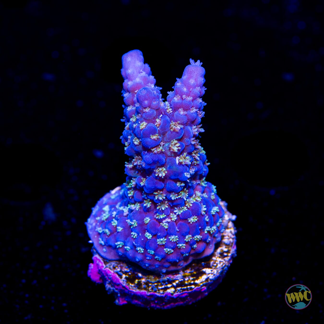 WWC Mr Freeze Acropora