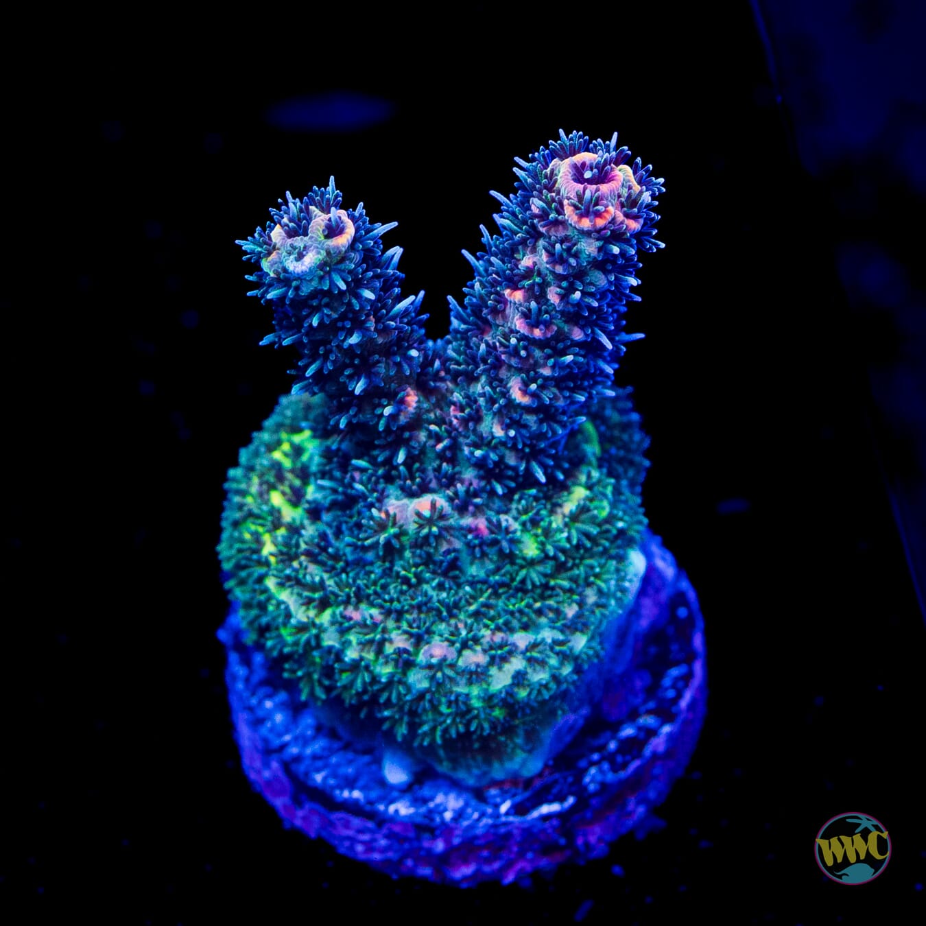 WWC Sleepy Hollow Mille Acropora