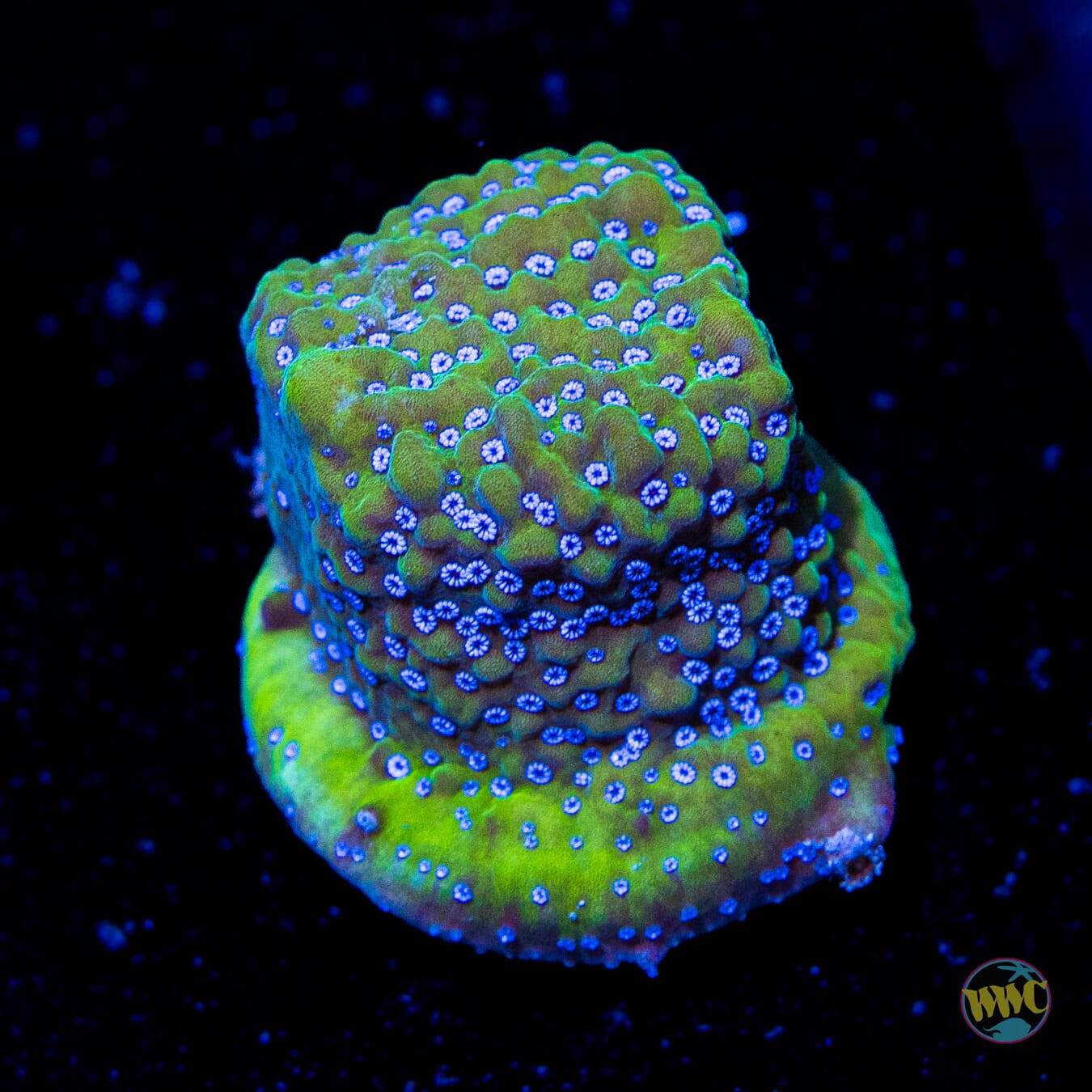 Blue Comet Montipora