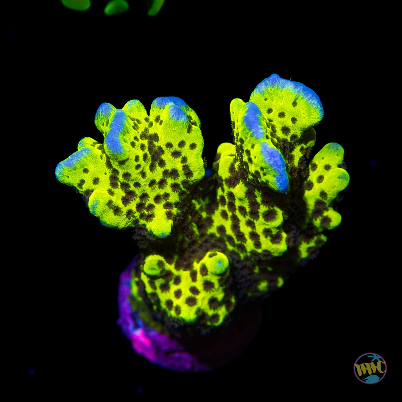 WWC Slimeball Spongodes Montipora