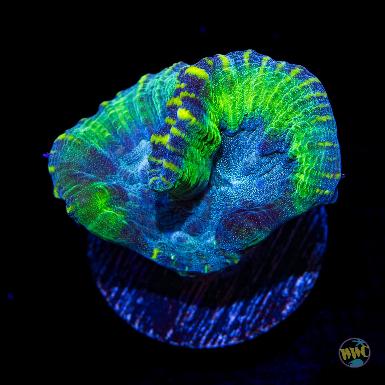 Neon Oulophyllia