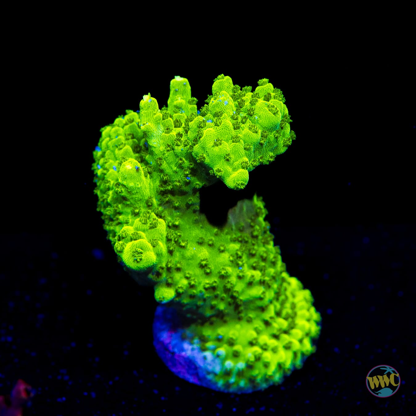 Castelles Banana Table Acropora