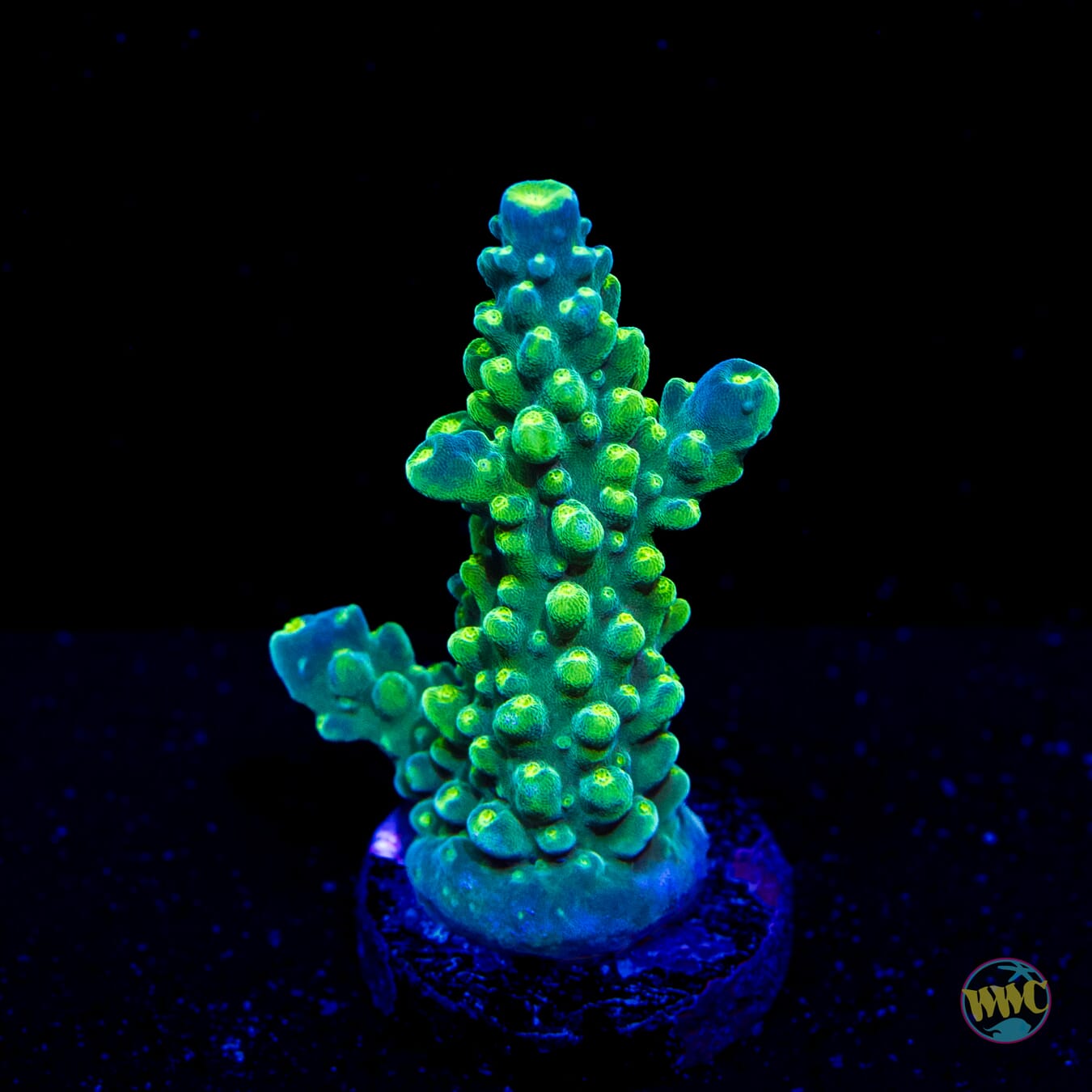 Paletta Tricolor Acropora