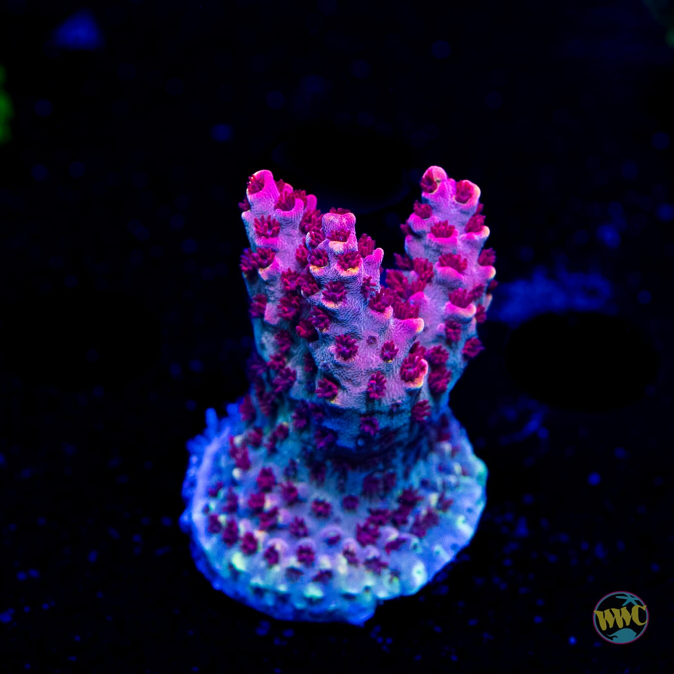 WWC Wow Acropora