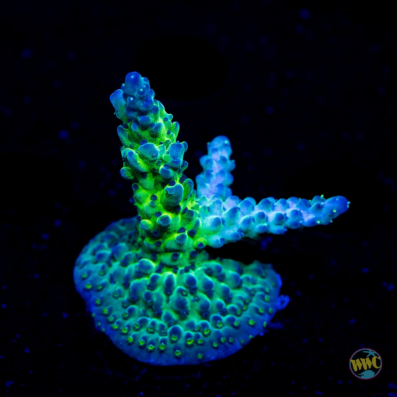 WWC Aussie Special Acropora