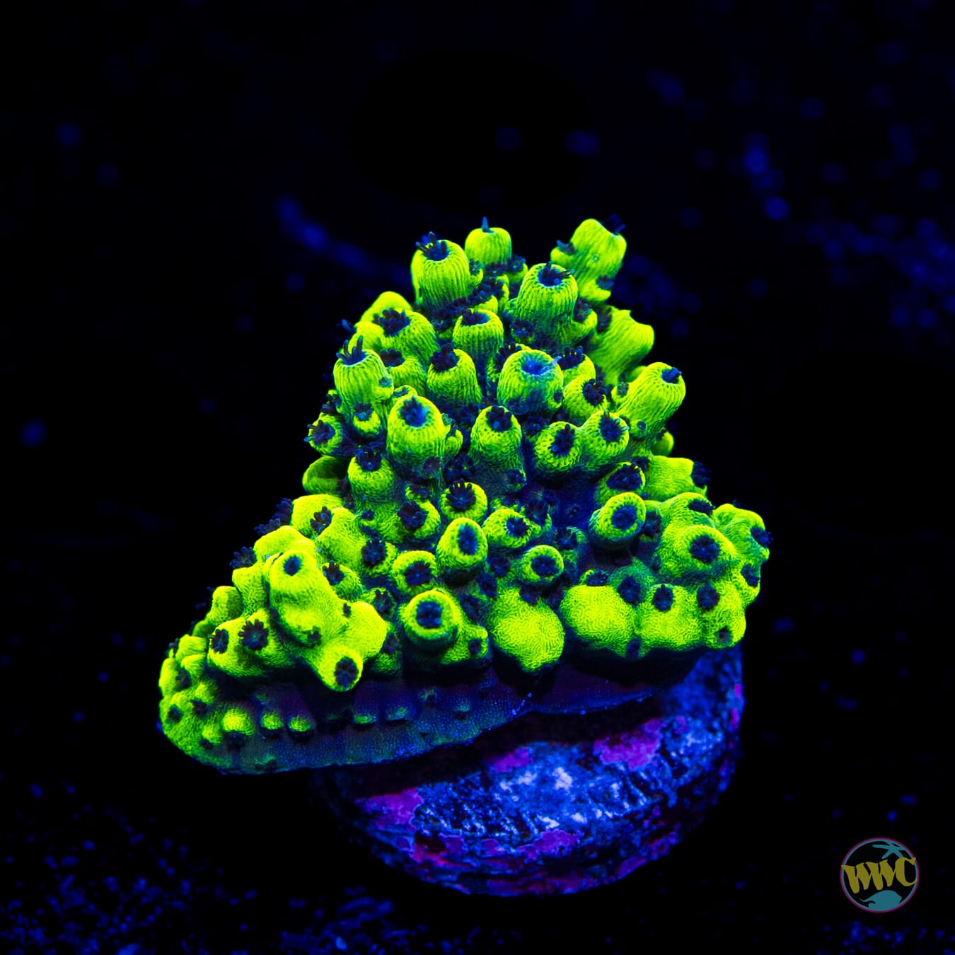 WWC Goblin Acropora