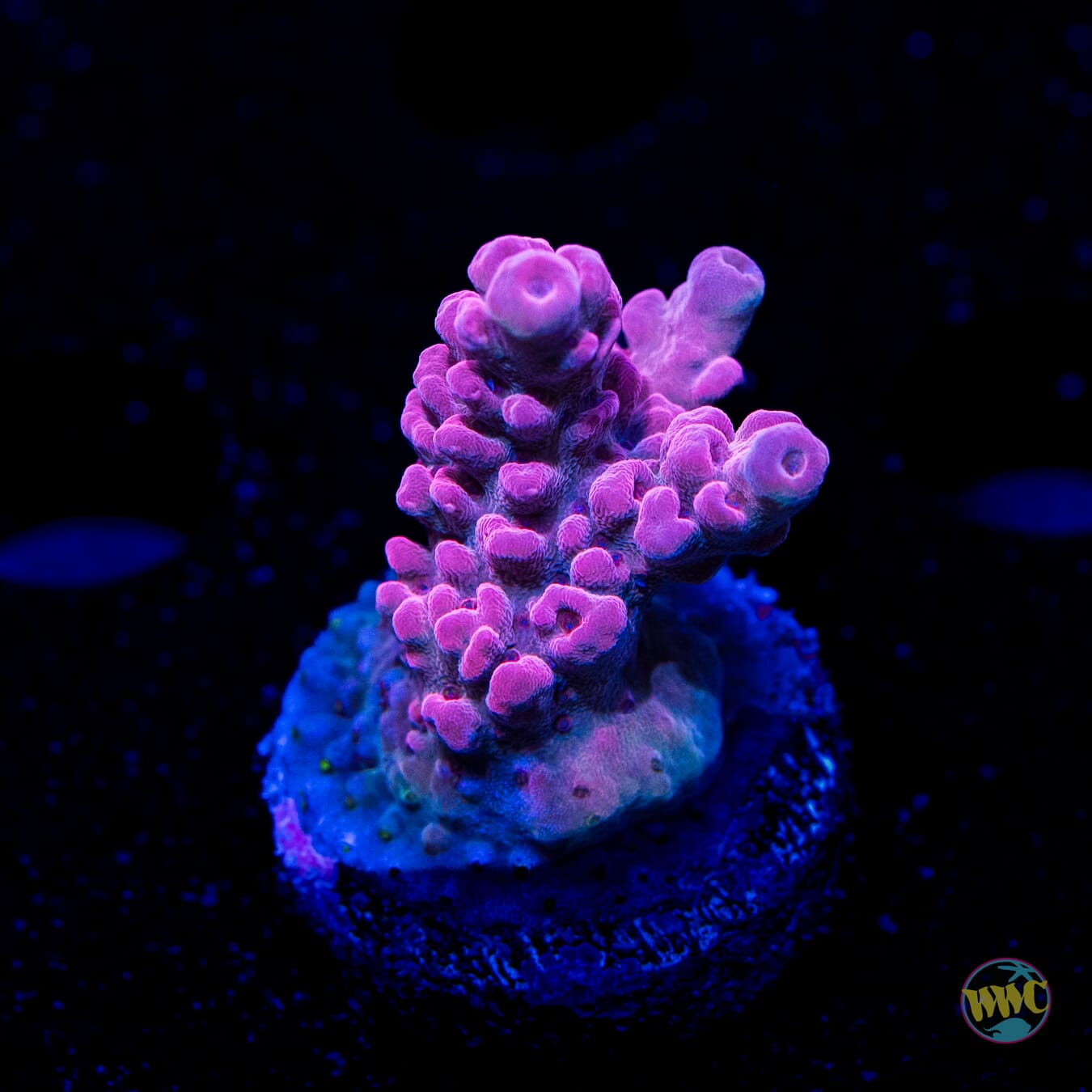 Raspberry Rose Acropora