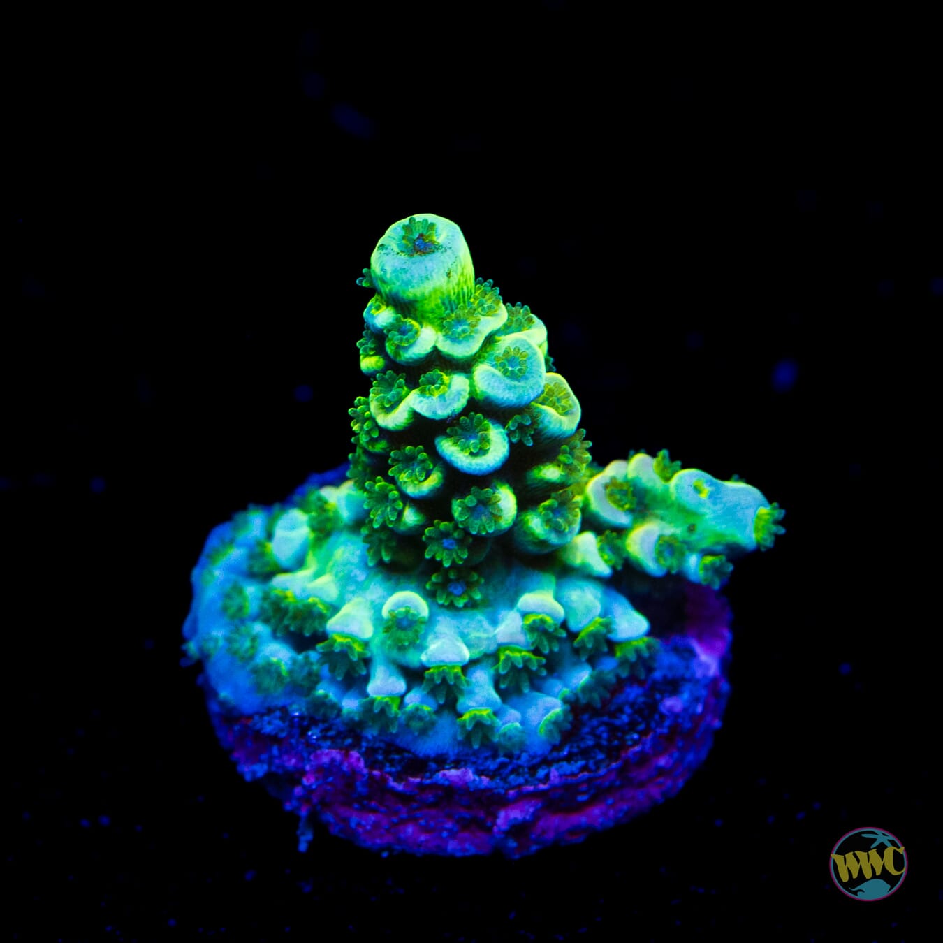 Limon Tenuis Acropora