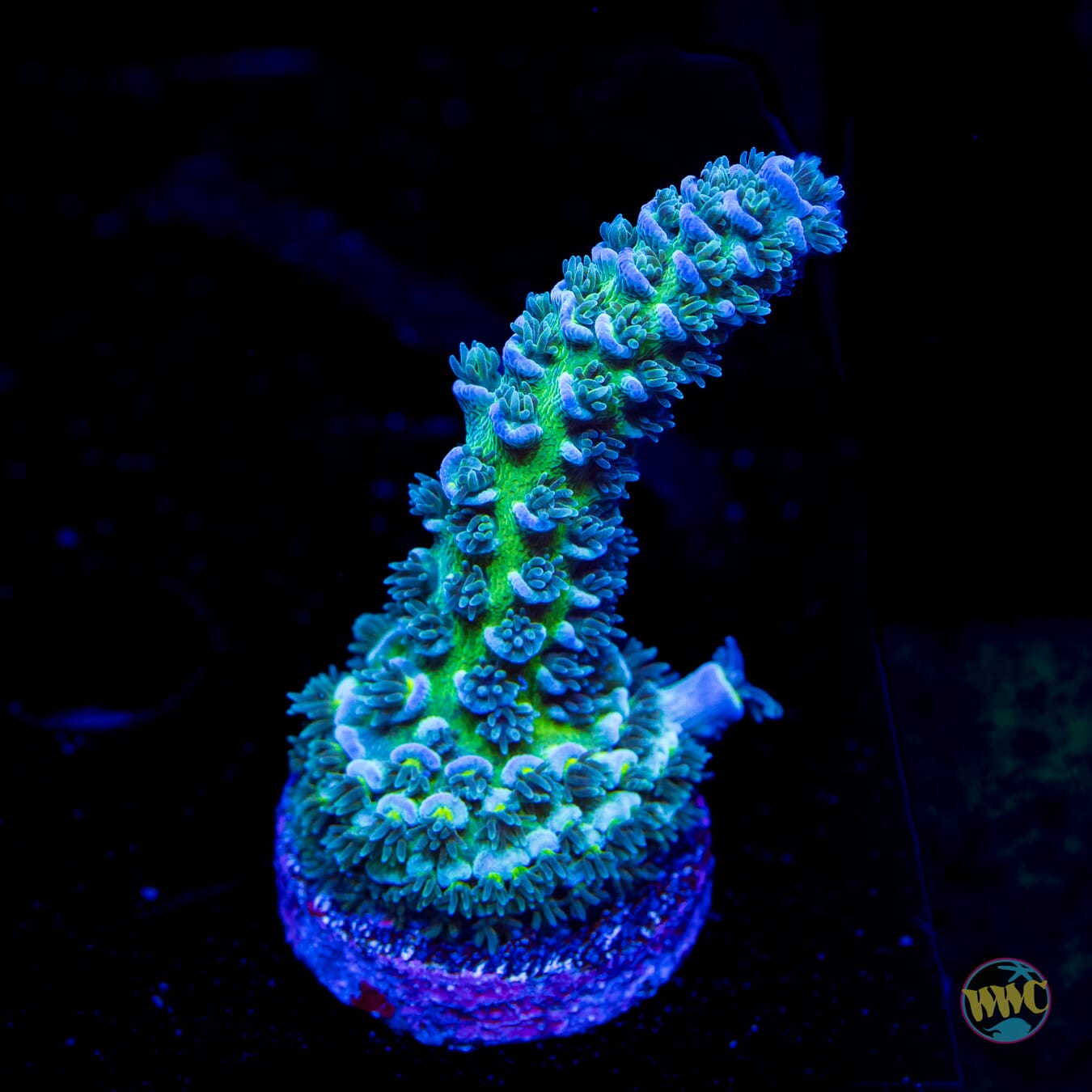 WWC Too Legit Tenuis Acropora